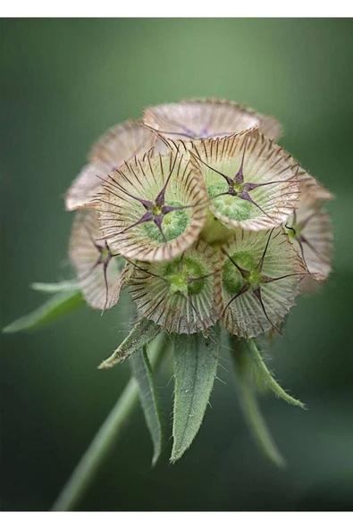 Muka Botanik 5 Adet Scabıosa 'sternkugel'’ Tohumu - Resim 4