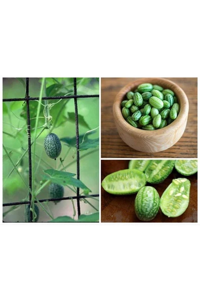 Muka Botanik 10 Adet Cucamelon Vine Tohumu ürün görseli