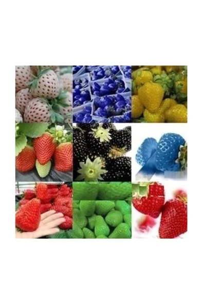 Muka Botanik 9 Farklı Renkte Çilek Tohumu 18 Adet Tohum ürün görseli