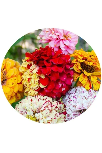 Muka Botanik Karışık Renkli Lekeli Zinnia Çiçeği Tohumu ürün görseli