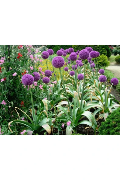 Muka Botanik 20 Adet Giant Ball Onion Allium Christophii Huge Hardy Perennial Tohumu - Resim 4
