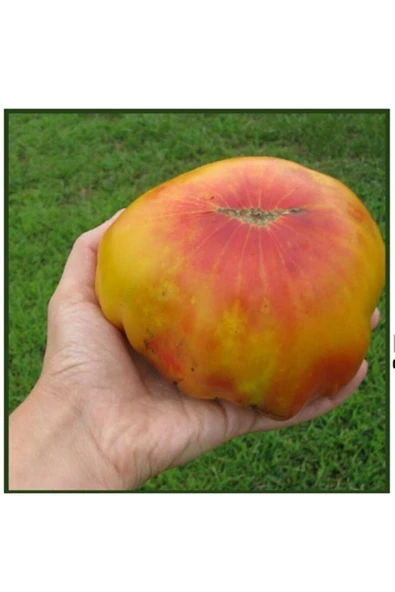 Muka Botanik 20 Adet Eski Büyük Alman Domates Tohumu ürün görseli