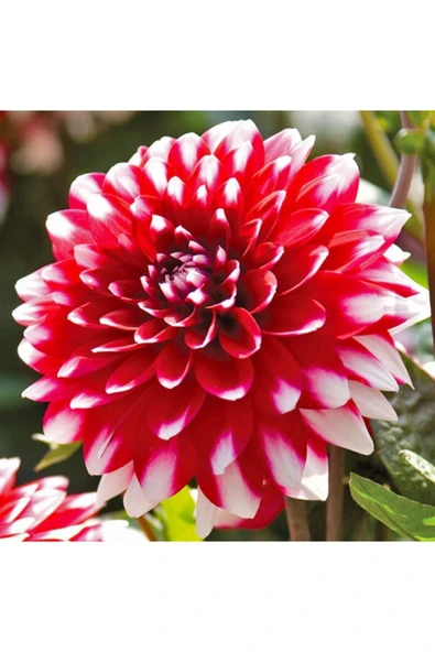 Muka Botanik Dev Dahlia Çiçeği Tohumu 5 Tohum ürün görseli