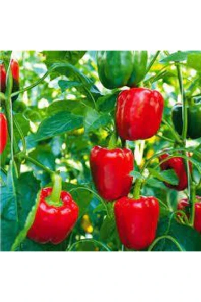 Muka Botanik 100 Adet Nadir Kırmızı Dolmalık Biber Tohumu - Resim 2