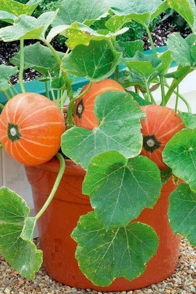 Muka Botanik Kırlangıç, Kokulu Süs Kavunu Tohumu / 10 Adet Şamama Tohumu - Resim 2