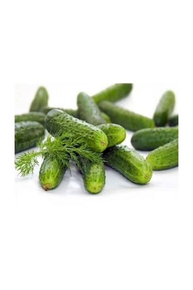 Muka Botanik Kıtır Turşuluk Kornişon Salatalık Tohumu 10 Adet Tohum ürün görseli