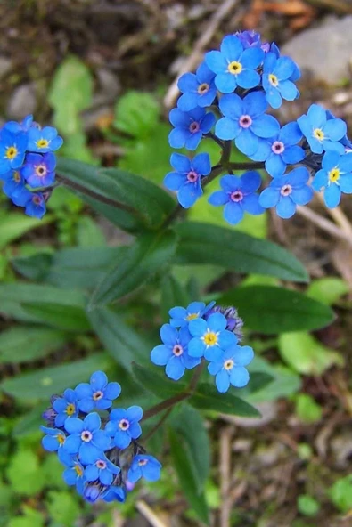 Muka Botanik Mavi Unutma Beni Çiçeği Tohumu / 20 Adet Tohum - Resim 3