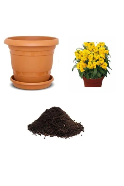 Muka Botanik Sarı Şebboy Çiçeği Tohumu Ekim Seti ürün görseli