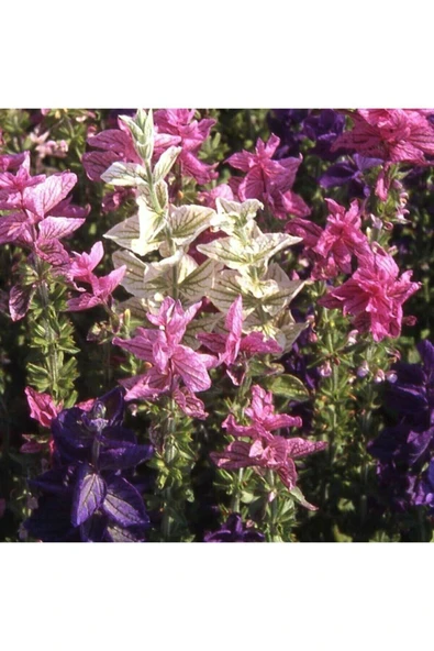 Muka Botanik Salvia Horminum Karışık Renkli Adaçayı Çiçeği Tohumu ürün görseli