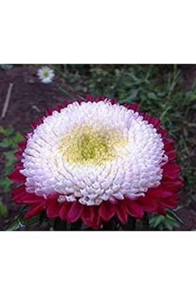 Muka Botanik 10 Adet Aster Pompon Winter Cherry Red Tohumu - Resim 3