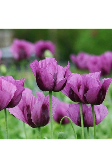 Muka Botanik 10 Adet Hungarian Blue Breadseed Poppy Tohumu - Resim 2