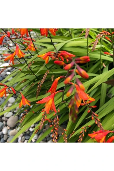 Muka Botanik 10 Adet Organic Crocosmia Lucifer Tohumu ürün görseli