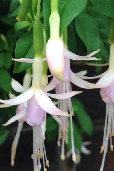Muka Botanik Nadir Beyaz Küpe Çiçeği / 20 Adet Küpeli Tohumu - 4