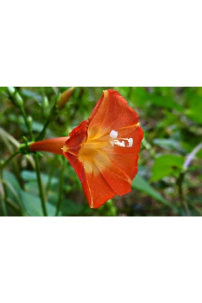 Muka Botanik 5 Adet Ipomea Orang Glori Tohumu - Resim 3