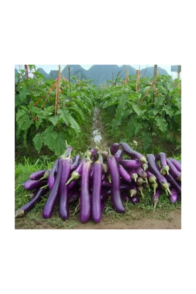 Muka Botanik Süper Paket 250 Adet Tohum Ithal Nadir Dev Kemer Patlıcan Tohumu ürün görseli