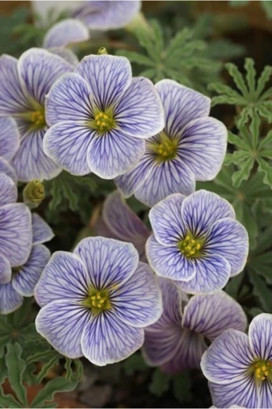 Muka Botanik Damarlı Saydam Menekşe Çiçeği Tohumu 10 15 Adet ürün görseli