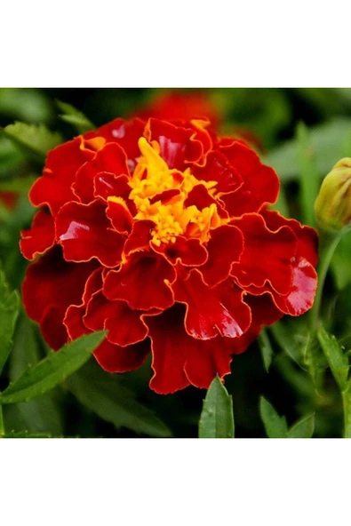 Muka Botanik 5 Adet Natural French Marigold Carmen Tohumu ürün görseli