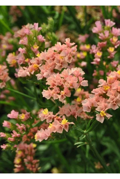 Muka Botanik 10 Adet Apricot Limonium Sinuatum Tohumu ürün görseli