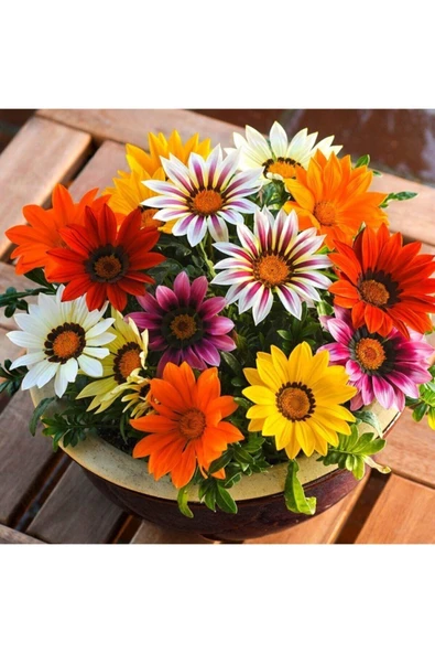 Muka Botanik 10 Adet Karışık Renkli Koyun Gözü Çiçeği Tohumu ürün görseli