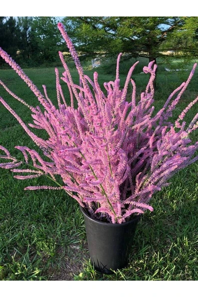 Muka Botanik 10 Adet Statice Seeds - Pink Limonium Tohumu ürün görseli