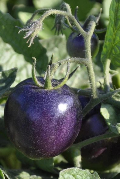 Muka Botanik Siyah Kumato Domatesi Tohumu / Eko Paket 25 + Adet Tohum - Resim 4