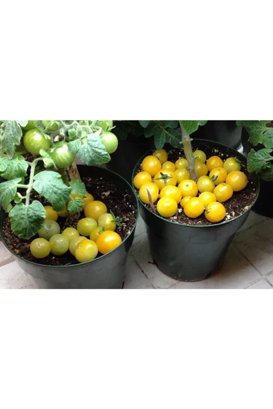 Muka Botanik 20 Adet Rejina Yellow Micro Dwarf Domates Tohumu ürün görseli