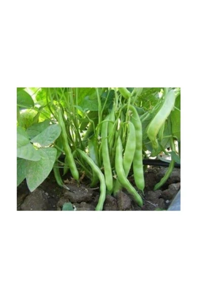 Muka Botanik Boncuk Ayşe Fasulye 10+ Adet Tohum ürün görseli