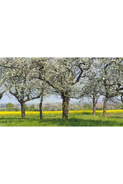 Muka Botanik 10 Adet Black Cherry (kiraz) Tree Tohumu - Resim 2