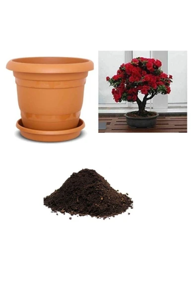 Muka Botanik Ithal Bodur Kırmızı Gül Bonsai Ağacıtohumu Ekim Seti ürün görseli