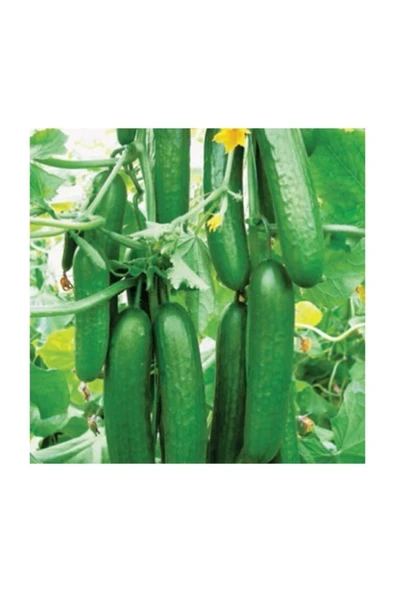 Muka Botanik Eko Paket 50 Adet Tohum Ithal Sırık Salatalık Tohumu Orta Erkenci ürün görseli