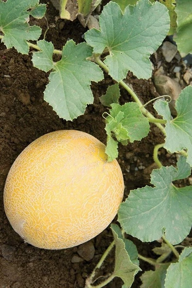 Muka Botanik Kokulu Ananas Kavun Tohumu / 5+ Adet Tohum - Resim 4