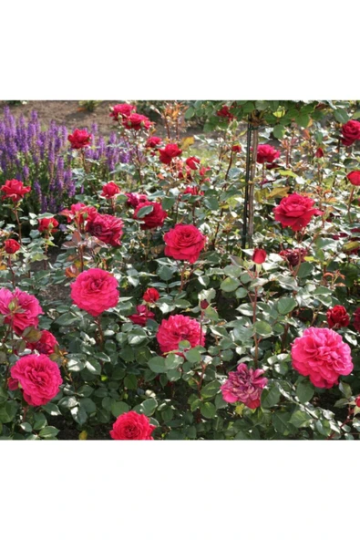 Muka Botanik 5 Adet Kırmızı Bellevue Gül Tohumu - Resim 3