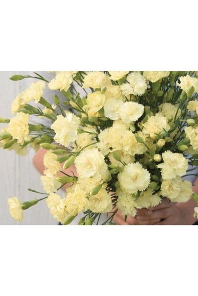 Muka Botanik 10 Adet Heirloom Vintage Cream Yellow Carnation Tohumu ürün görseli