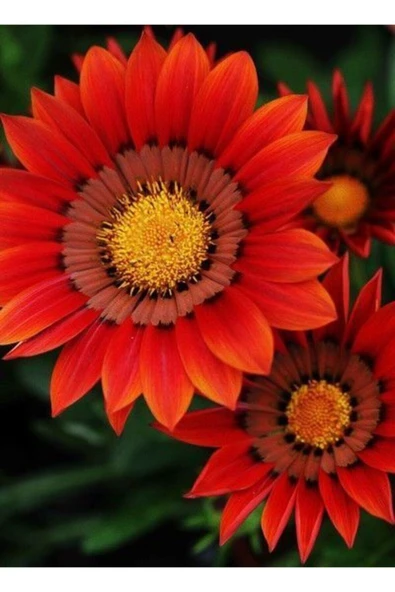 Muka Botanik Kırmızı Gazanya Çiçek Tohumu 10 15 Adet ürün görseli