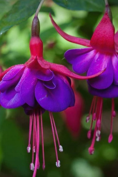 Muka Botanik Kırmızı Mor Küpe Çiçeği / 20 Adet Küpeli Tohumu - 3