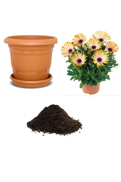 Muka Botanik Nadir Koyun Gözü Çiçeği Tohumu Ekim Seti ürün görseli