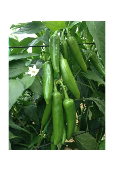 Muka Botanik Ithal Jalapeno Kırmızı Acı Meksika Biberi Tohumu 40 Adet Tohum - Resim 5