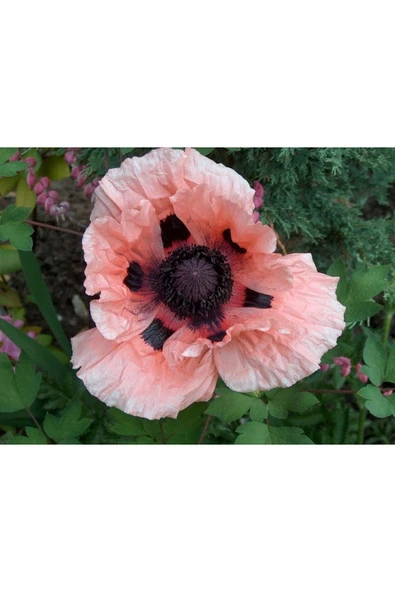 Muka Botanik 5 Adet Princess Victoria Louise Orıental Poppy Tohumu - Resim 2