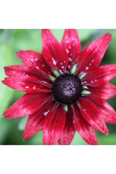 Muka Botanik 10 Adet Red Black Eyed Susan Tohumu - Resim 6
