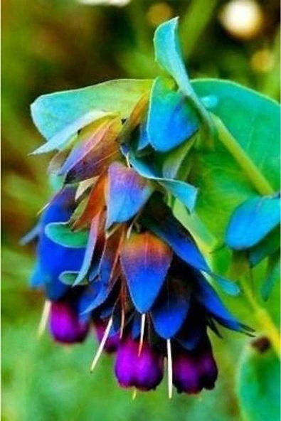 Muka Botanik 10 Adet Cerinthe Major, Pride Of Gibraltar, Honeywort Tohumu ürün görseli