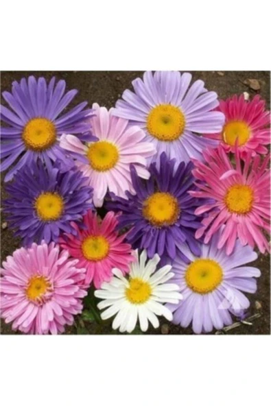 Muka Botanik Dilberkirpiği Çiçeği Tohumu ürün görseli