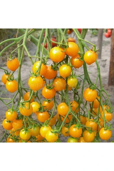 Muka Botanik 20 Adet Golden Cherry Domates Tohumu - Resim 3