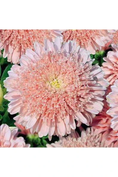 Muka Botanik 10 Adet Lovely Double-flowered Sidonia Asters Tohumu ürün görseli