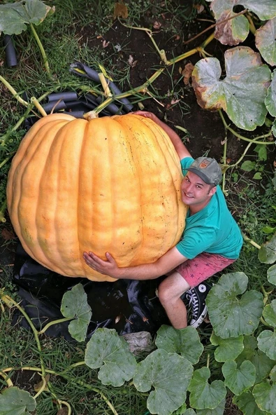 Muka Botanik Dev Bal Kabağı Tohumu / 10+ Adet Tohum