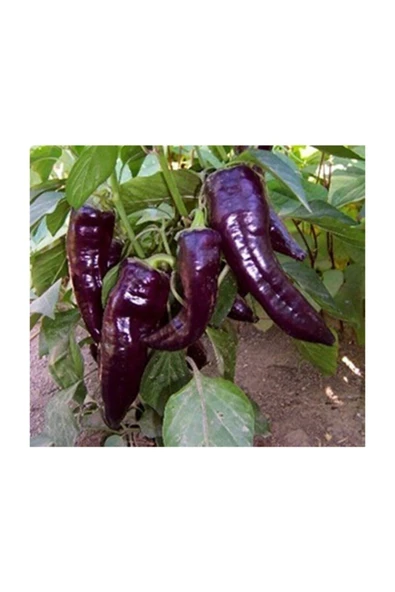 Muka Botanik Nadir Ithal Tatlı Mor Kapya Biberi Tohumu 5 Adet Tohum Biber Tohumu - Resim 2