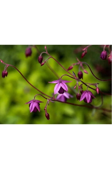 Muka Botanik 5 Adet Sugar Plum Fairy Columbine Tohumu - Resim 2