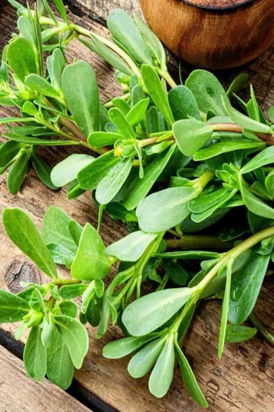 Muka Botanik Erkenci, Yediveren Semiz Otu Tohumu / 100 Adet Tohum - Resim 3