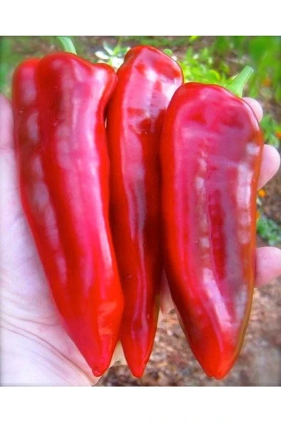 Muka Botanik 25 Adet Sweet Sweet Heirloom Kırmızı Dev Marconi Biber ürün görseli