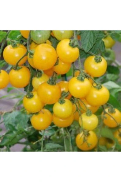 Muka Botanik Ithal Cherry Sarı Domates Tohumu Ekim Seti - Resim 3