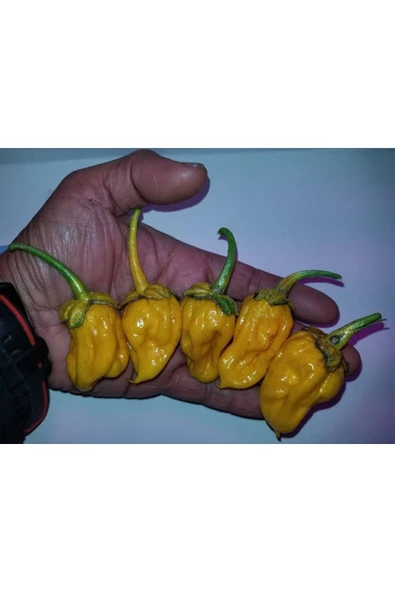 Muka Botanik 20 Adet Lucifer's Lemons Biber Tohumu - Resim 2